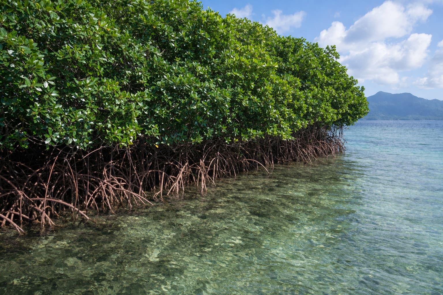 Mangroves protecting shoreline